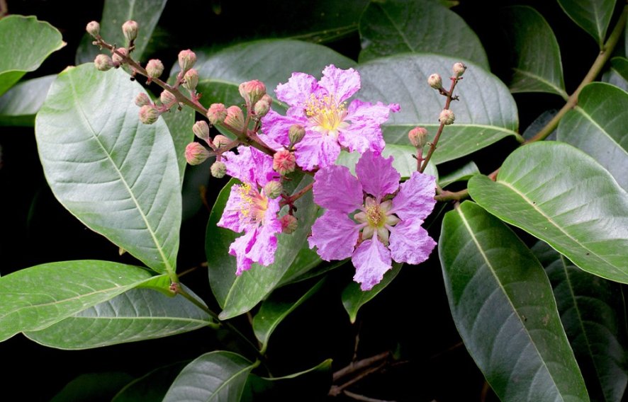 What is Banaba Extract and How Does it Work?