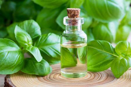 Ocimum Basilicum Tulsi Leaf Oil Manufacturers Ocimum Basilicum